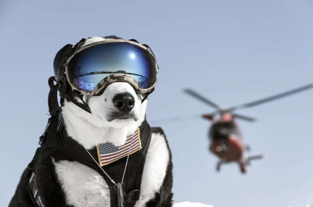 Rex Specs Dog Googles and Eye Protection Delta Canine