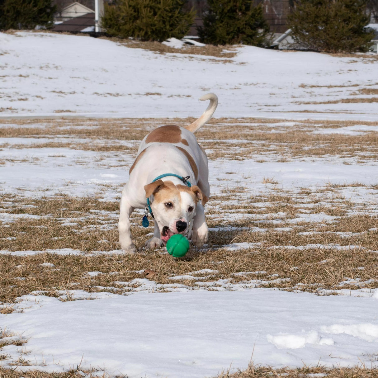PetKore Flotek Ball for dogs