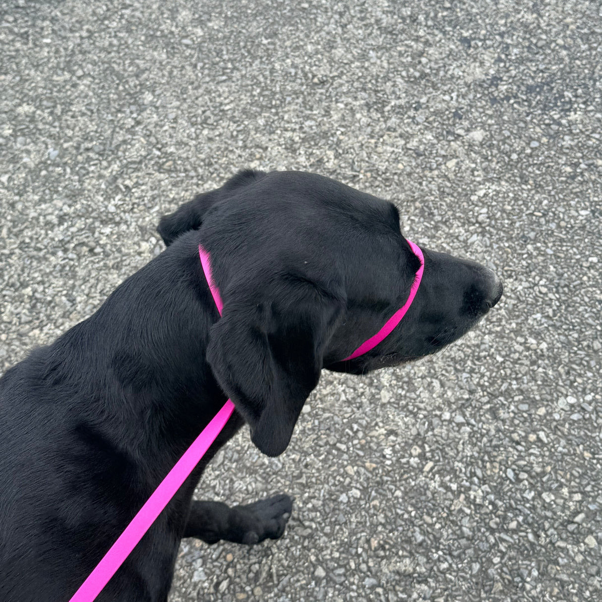 Halter "PLUS" Biothane Dog Lead