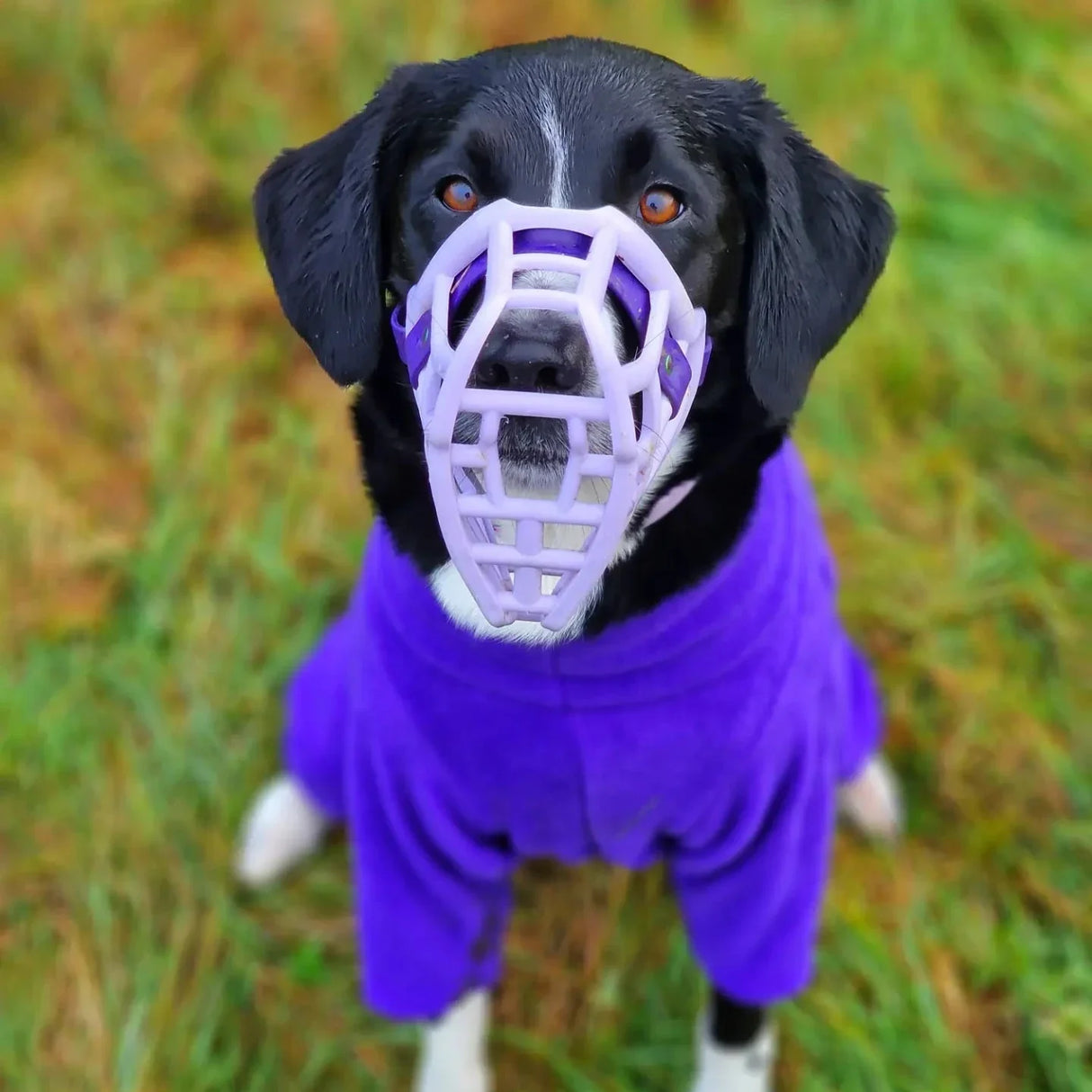 Neli Muzzle