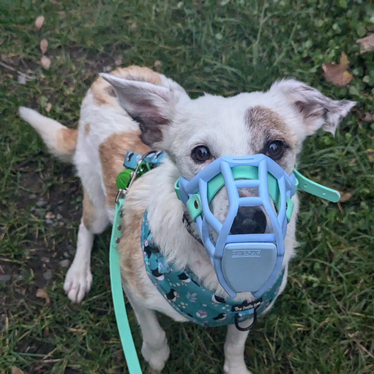 Rex Muzzle