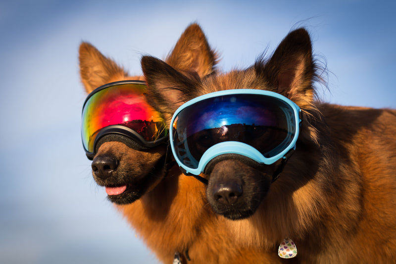 Goggles for 2025 dogs with pannus