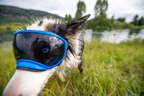 Questions about your Dog’s Eye Health, Answered