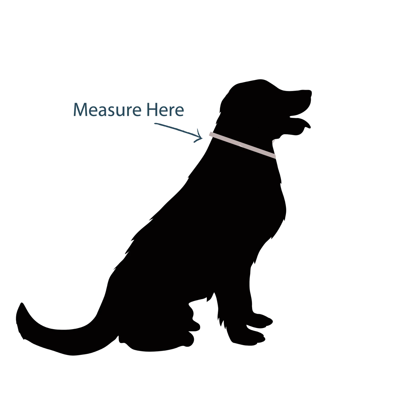🐾 How to Measure Your Dog’s Neck for a Collar
