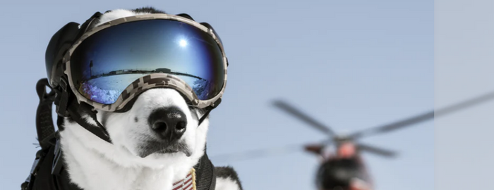 5 Reasons Your Dog Needs Eye Protection