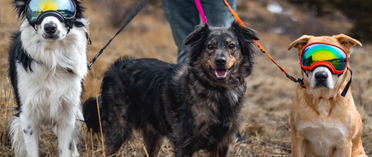 Sun Exposure can damage your dog's eyesight