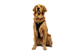 Ruffwear Ridgeline Harness (Fidlock Magnetic Buckles)