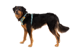 Ruffwear Front Range Dog Harness