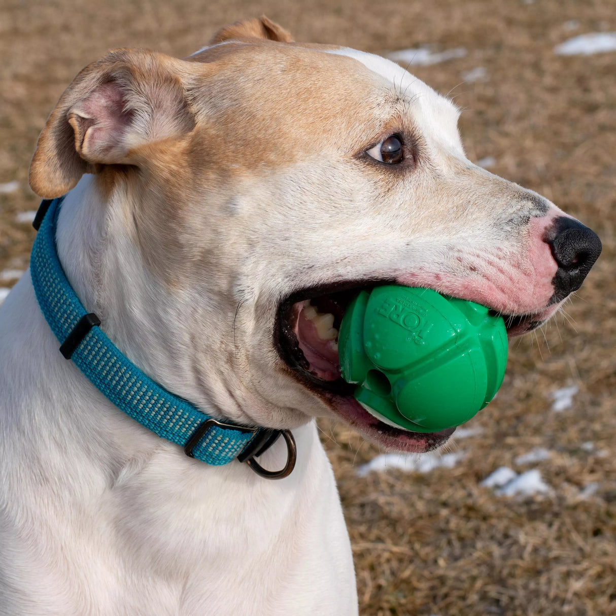 PetKore Flotek Ball for dogs