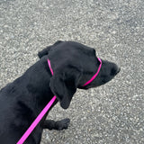Halter "PLUS" Biothane Dog Lead