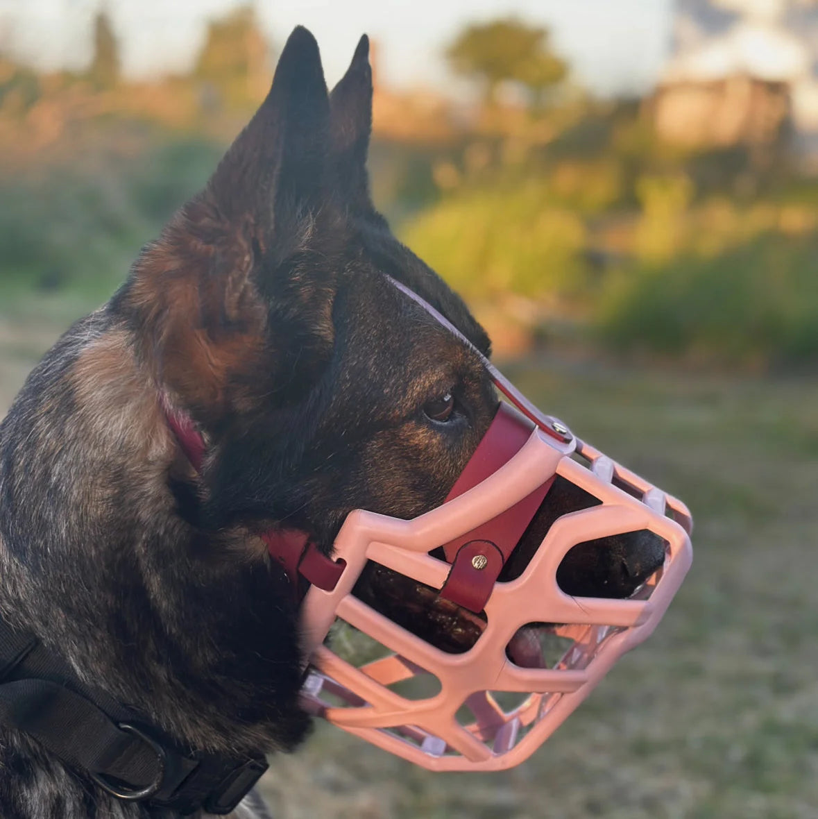 Taz Muzzle