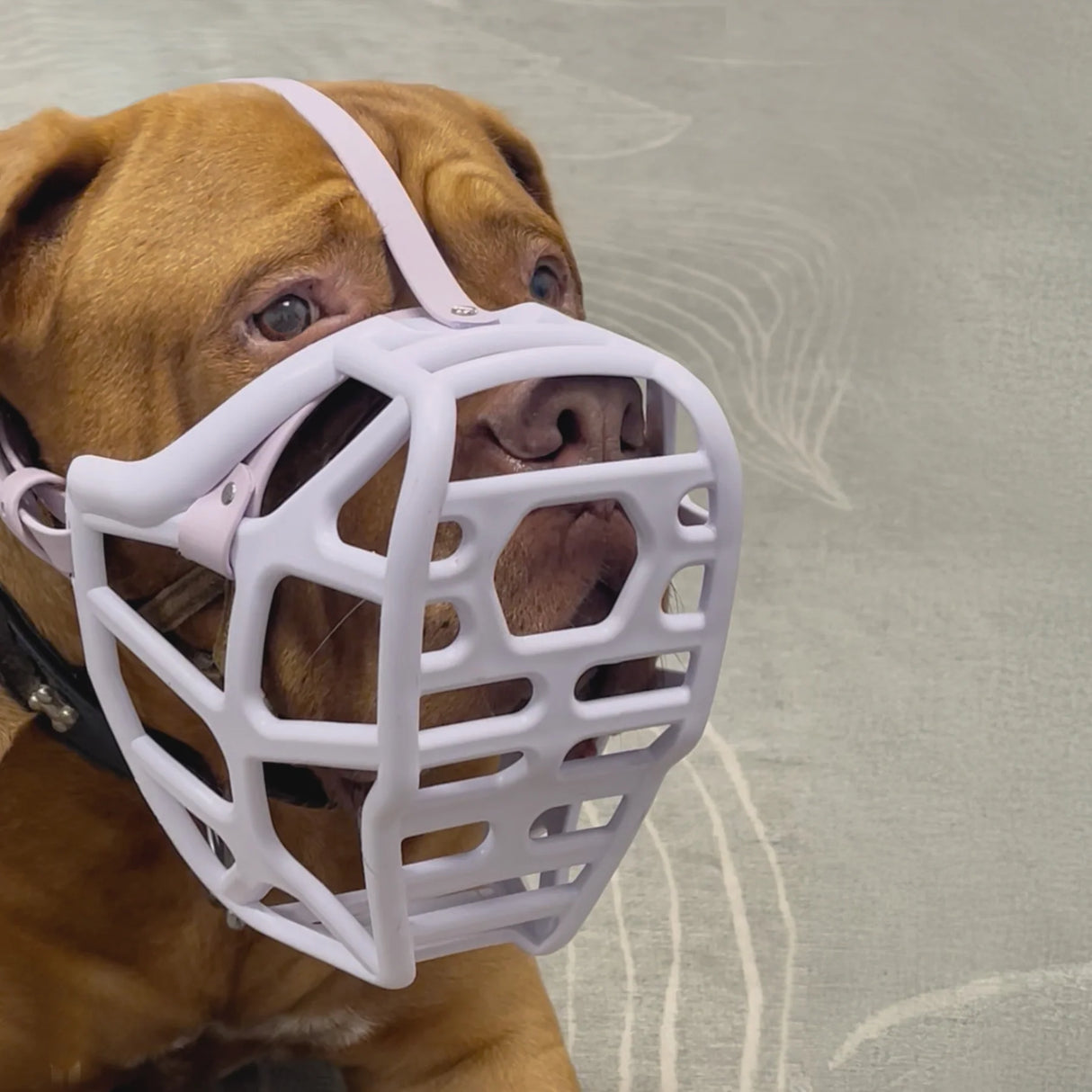 Mitzy Muzzle - Short & Wide Fit (Largest Size)