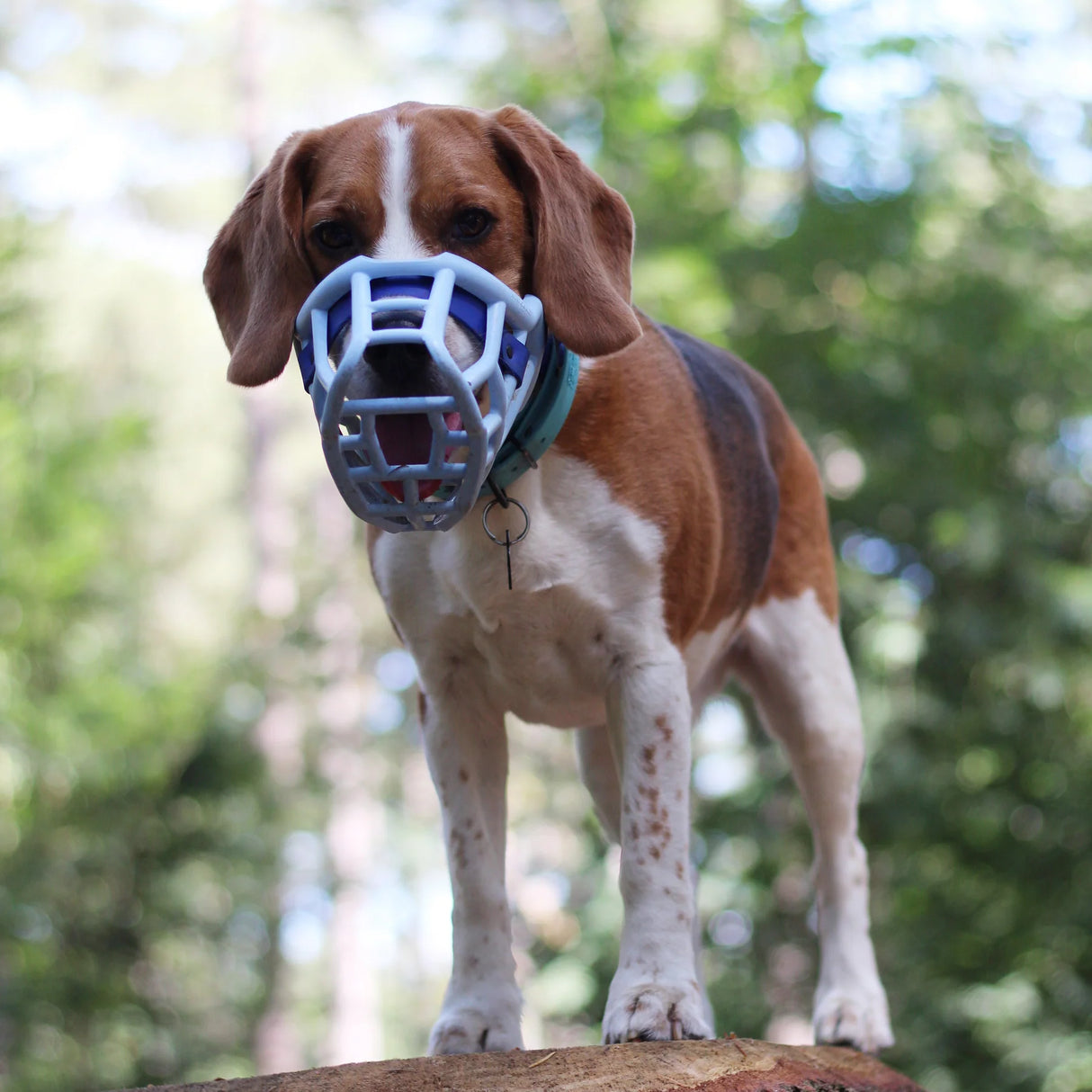 Tolly Muzzle