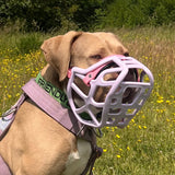 Harry Muzzle