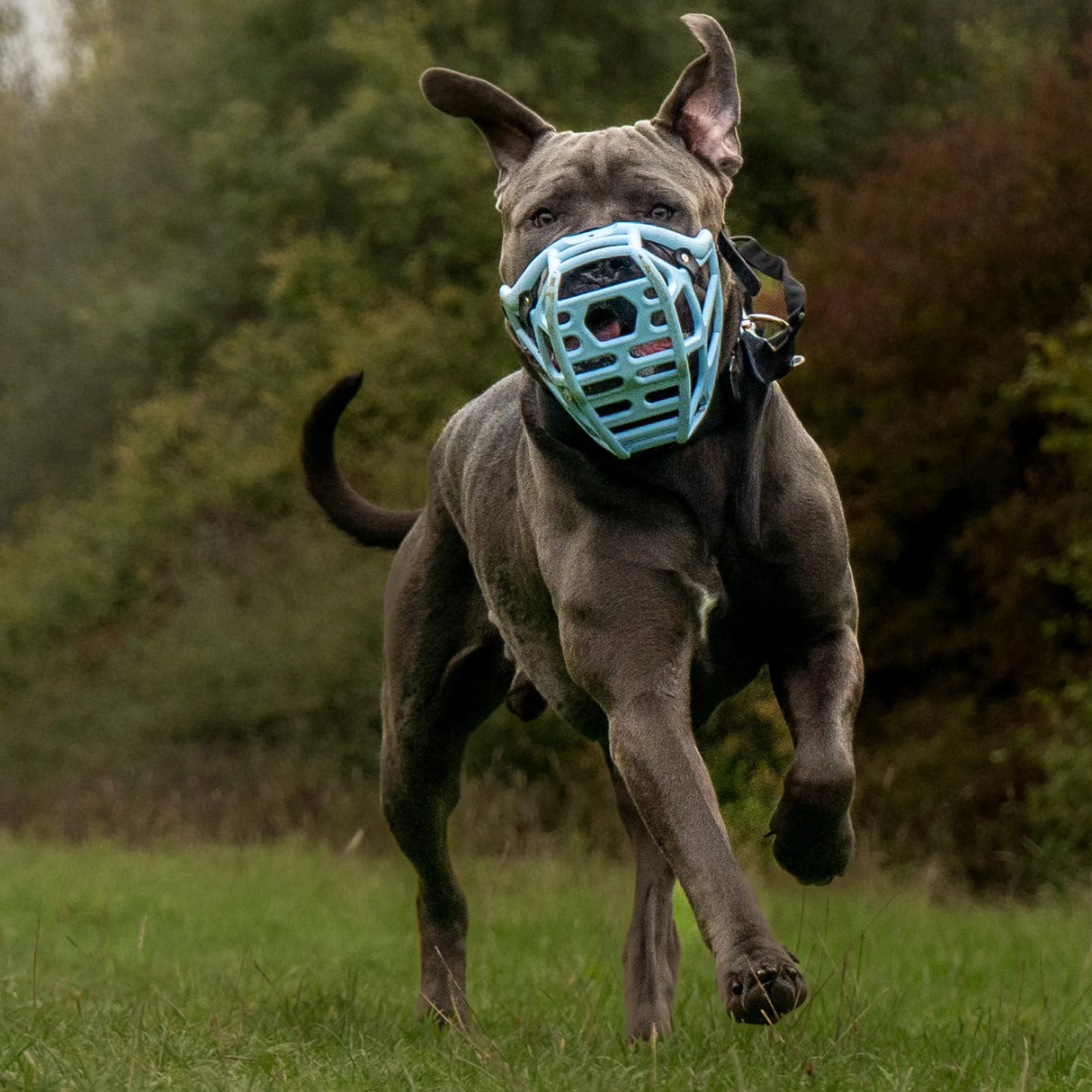 Harry Muzzle