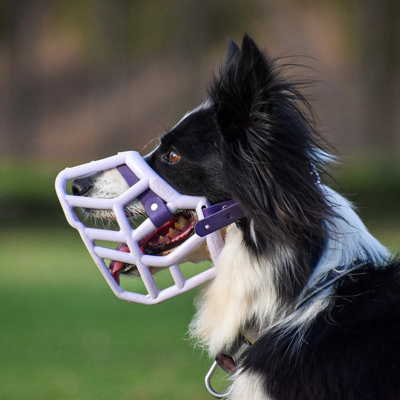 Rex Muzzle