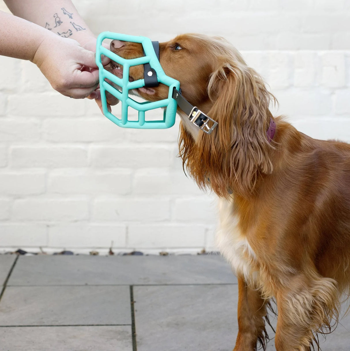 Rex Muzzle