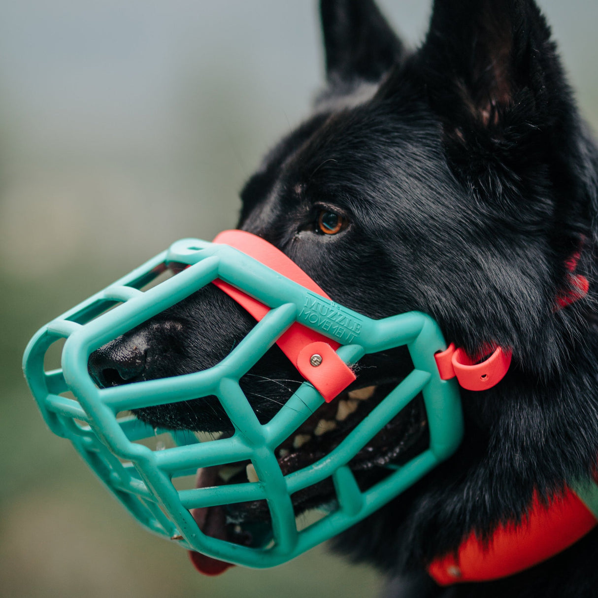 Harry Muzzle