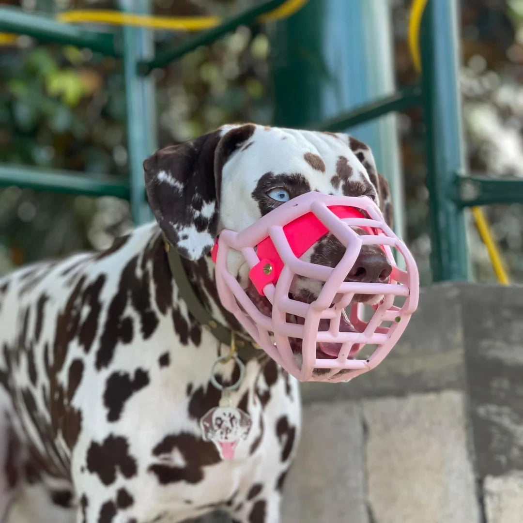 Tolly Muzzle