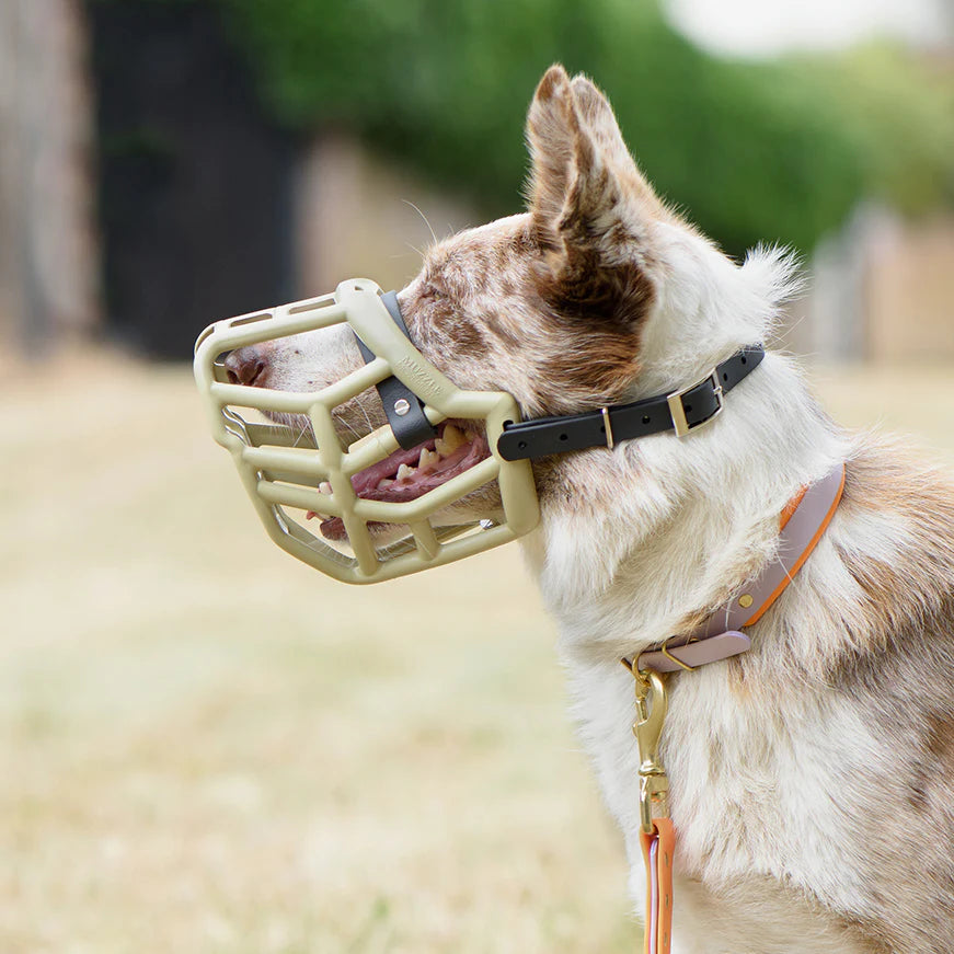Tolly Muzzle