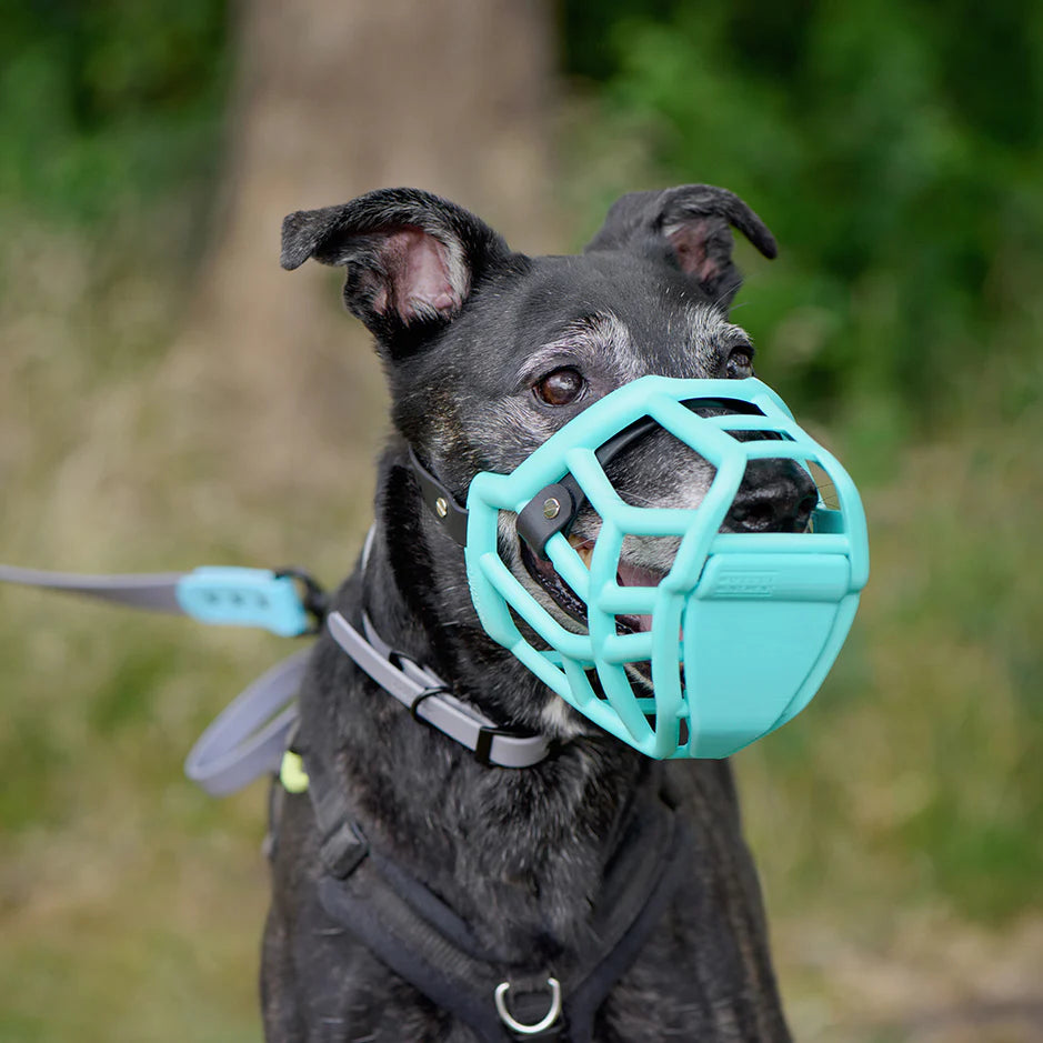 Tolly Muzzle